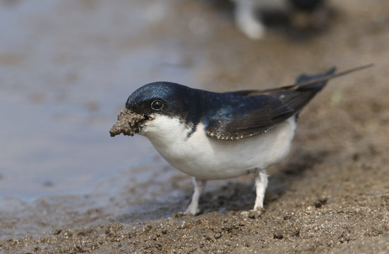 A beautiful House Martin (Delichon urbica) at the side of a puddle with a beak full of mud to make its nest.	