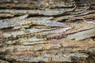 Abstract brown pattern background in colorful texture on tree bark. Flaky and grey-brown bark...