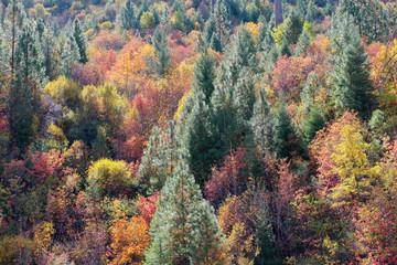 Fall forest landscape