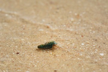 Selective focus of small  hermit crabs with shell fragments on the beach in the summer morning. Animal and nature background concept.  