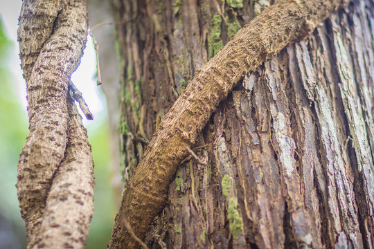 Big Vine On Tree Trunk Background. Big Tree Was Tied Up By The Vine.