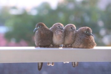 Cute doves perched on the terrace of a building in the city with blurred background. Soft focus....
