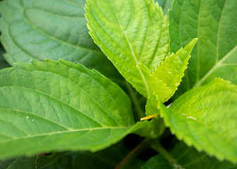 Close up of tropical leaves  in garden park