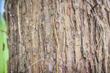 Abstract brown pattern background in colorful texture on tree bark. Flaky and grey-brown bark texture on tree trunk background.