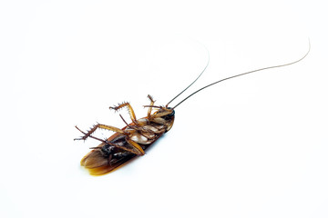 Cockroaches isolated on a white scene