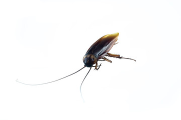 Cockroaches isolated on a white scene