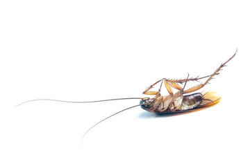 Cockroaches isolated on a white scene