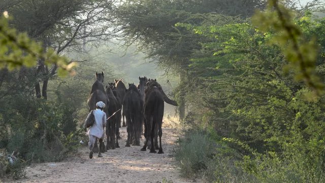 Nomadic camel herders and camels in Rajasthan, India