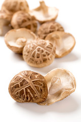 日本の食用キノコ