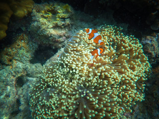 coral, coralline, sea fan, brown soft coral with sunlight in similan, Myanmar - Image