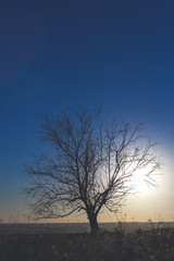 Fototapeta na wymiar Lonely tree at sunset in autumn time