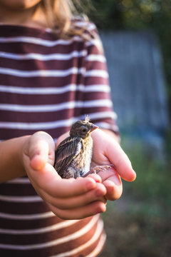The little bird that fell from the nest in the hands of a child
