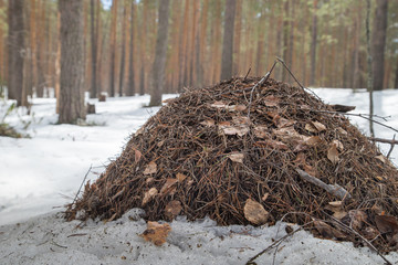 Ant hill in a pine forest in early spring