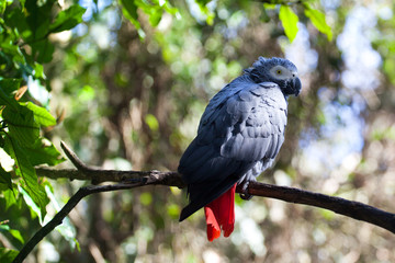 African grey parrot or Psittacus erithacus sitting on green tree background closeup, gray parakeet with red tail perched on branch in forest, Birds of eden aviary park, Western Cape, South Africa