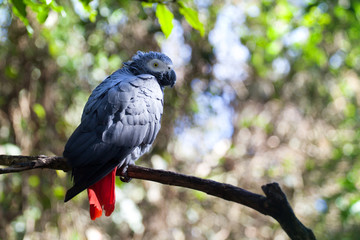 African grey parrot or Psittacus erithacus sitting on green tree background close up, gray parakeet with red tail perched on branch in forest, Birds of eden aviary park, Western Cape, South Africa