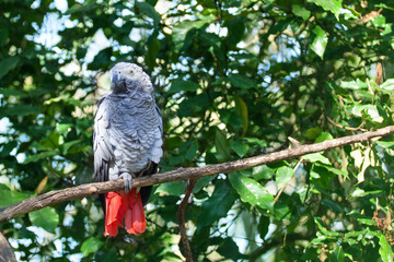 African grey parrot or Psittacus erithacus sitting on green tree background close up, gray parakeet with red tail perched on branch in forest, Birds of eden aviary park, Western Cape, South Africa