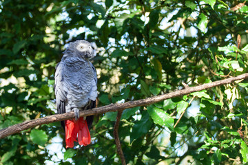 African grey parrot or Psittacus erithacus sitting on green tree background close up, gray parakeet with red tail perched on branch in forest, Birds of eden aviary park, Western Cape, South Africa