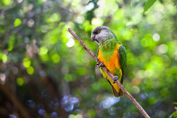 Senegal parrot or Poicephalus senegalus sitting on green tree background close up, yellow ang green color parakeet perched on branch in forest, Birds of eden aviary park, Western Cape, South Africa