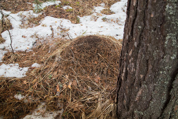 Ant hill in a pine forest in early spring