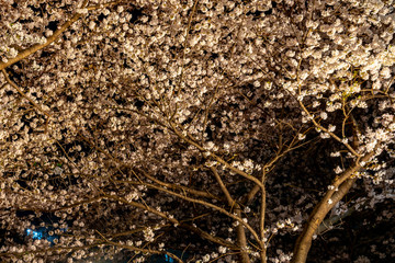full bloom beautiful pink cherry blossoms flowers ( sakura ) in springtime sunny day with soft natural background