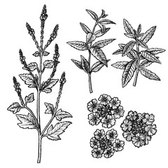 Hand drawn set of verbena, flowers, leaves and twigs. Vintage vector sketch - obrazy, fototapety, plakaty