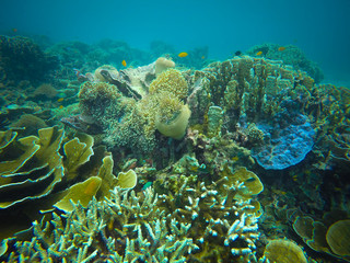 coral, coralline, sea fan, brown soft coral with sunlight in similan, Myanmar - Image