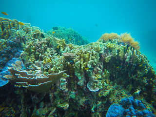 coral, coralline, sea fan, brown soft coral with sunlight in similan, Myanmar - Image