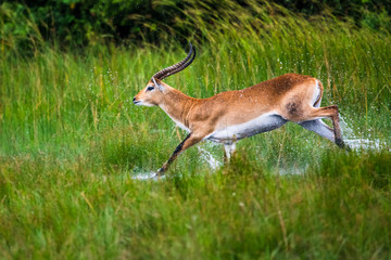 running antelope Waterbuck (Kobus ellipsiprymnus) in the african savannah namibia kruger park botswana masai mara