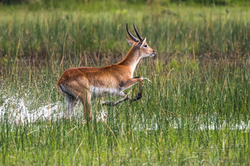 running antelope Waterbuck (Kobus ellipsiprymnus) in the african savannah namibia kruger park...