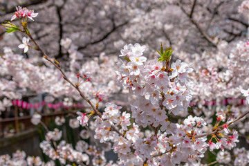 full bloom beautiful pink cherry blossoms flowers ( sakura ) in springtime sunny day with soft natural background