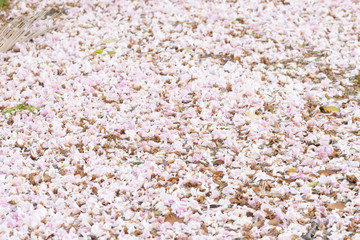 full of Pink trumpet flower 