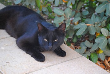 Chat
