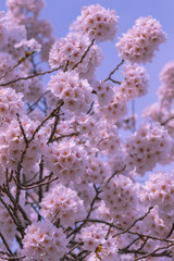 full bloom beautiful pink cherry blossoms flowers ( sakura ) in springtime sunny day with soft...