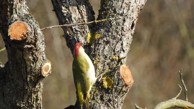 Gr&uuml;nspecht&nbsp;(Picus viridis)