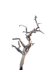 Dry branch of dead tree with cracked dark bark.beautiful dry branch of tree isolated on white background