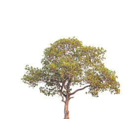 Fototapeta premium Tree isolated on a white background