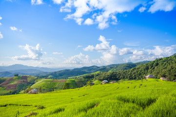 Fototapeta na wymiar Rice terraces, rice stalks, rice terraces, rice plant, Mountains in northern Thailand