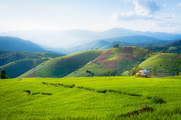 Rice terraces, rice stalks, rice terraces, rice plant, Mountains in northern Thailand