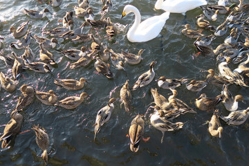 間木堤の白鳥（青森県上北郡おいらせ町）
