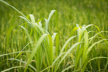 rice in the rice fields is green in the morning - image