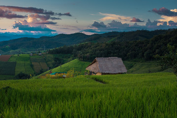 Fototapeta na wymiar Rice terraces, rice stalks, rice terraces, rice plant, Mountains in northern Thailand