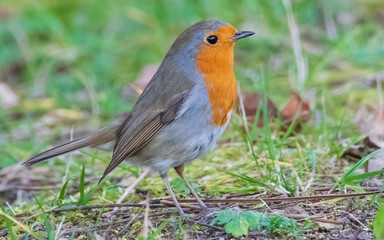 The European robin, known simply as the robin or robin redbreast. Scientific name: Erithacus rubecula