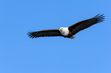 African fish eagle (Haliaeetus vocifer) flying. Botswana
