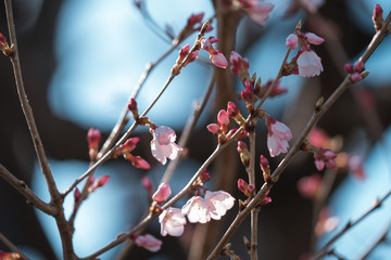 東京の桜