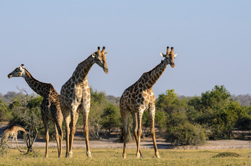 South African giraffe or Cape giraffe (Giraffa camelopardalis giraffa). Botswana