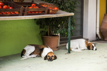 dog sleeping in store