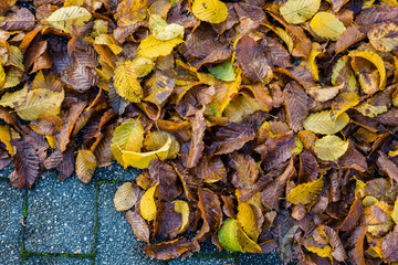 Dry leaves on the ground