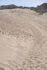 sandhill