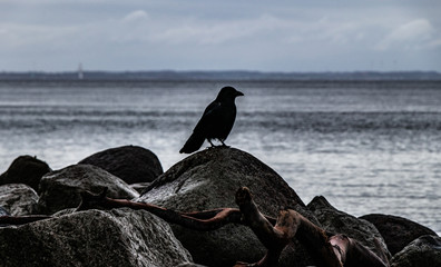 Krähe auf Beobachtungsposten am Meer