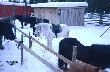Laponie finlandaise : Balade en Tölt (Chevaux islandais)